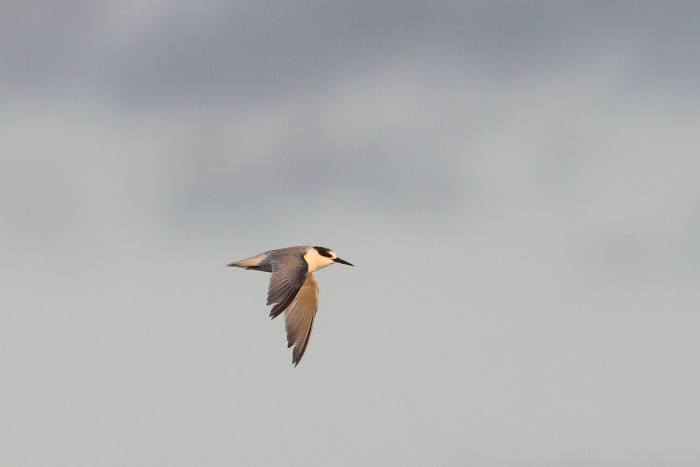 Charrancito en las salinas de Santa Pola (S. Arroyo)
